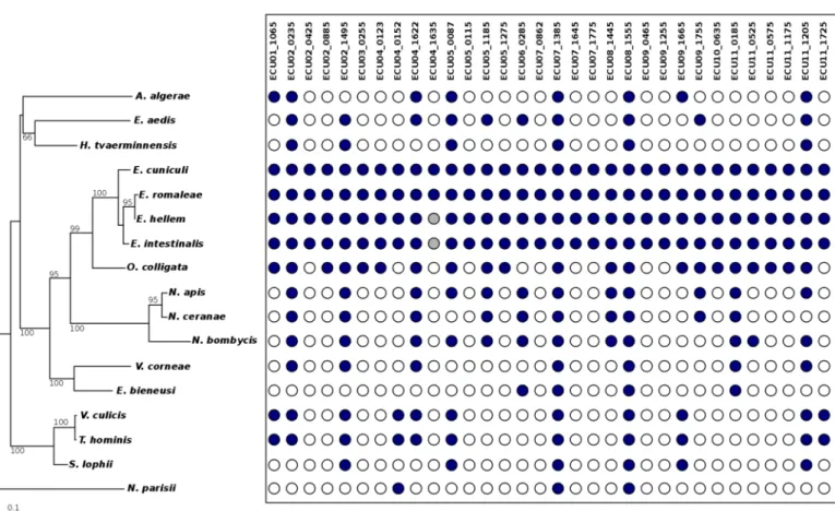 Fig 4. Phylogenetic distribution of the newly predicted small protein-coding genes across 17 sequenced microsporidian species