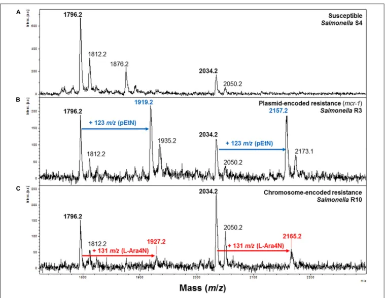 FIGURE 1 | Representative mass spectra of susceptible and modified S. enterica lipid A acquired using the linear negative-ion mode of a MALDI Biotyper Sirius system (Bruker Daltonics)