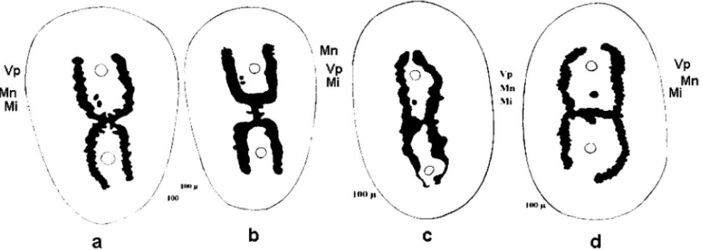 Fig. 1. – Variations morphologiques de l’appareil nucléaire chez Almophrya bivacuolata.