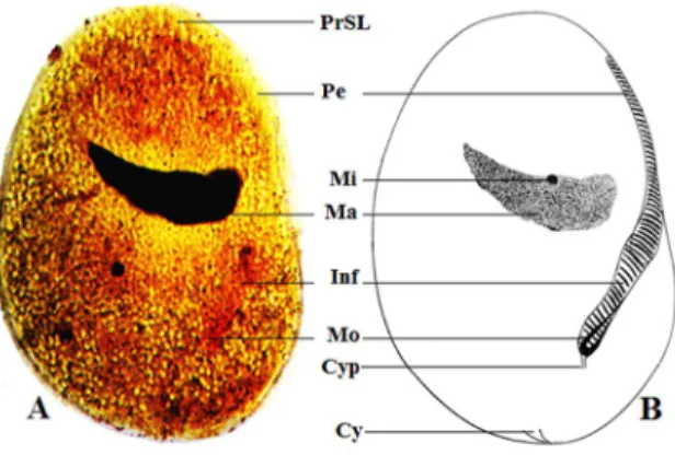 Table 3. Morphometric characters of Nyctotherus ngassami n. sp.