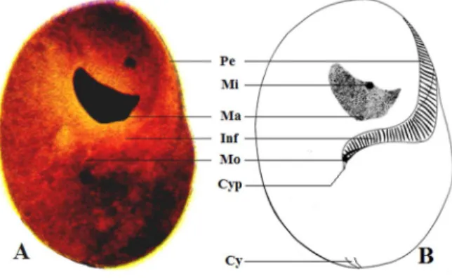 Table 4. Morphometric characters of Nyctotherus atunibaensis n. sp. Cell length  (µm)  Cell width (µm) Mn length (µm)  Mn width (µm)   Mi diam