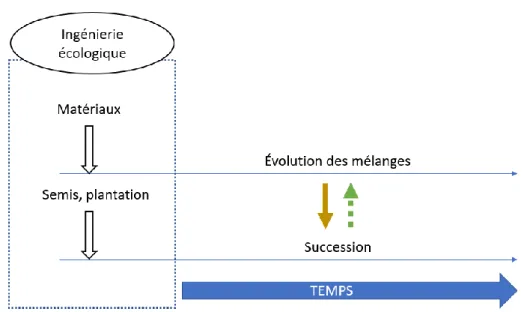 Figure 2 : Intégration de la dimension temporelle dans la création d'écosystème à partir des Technosols  construits 