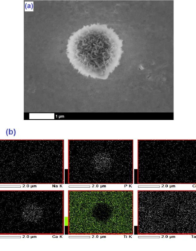 Fig. 10. (a) SEM picture (enlarged view) of a representative hydroxyapatite crystal deposited  on the tantalum-based surfaces, and (b) corresponding EDX analysis with Na K, P K, Cl K, Ca 
