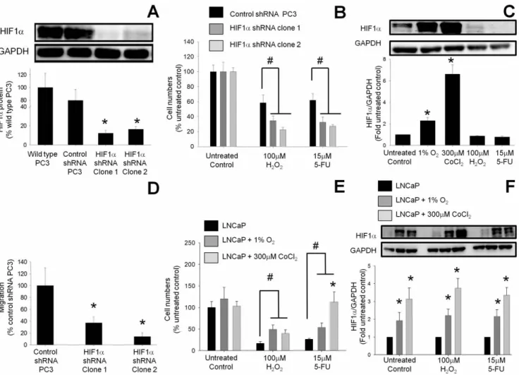 Figure 2. Knockdown of HIF1a expression in PC3 cells reduced both survival after cytotoxic treatments and migration rate