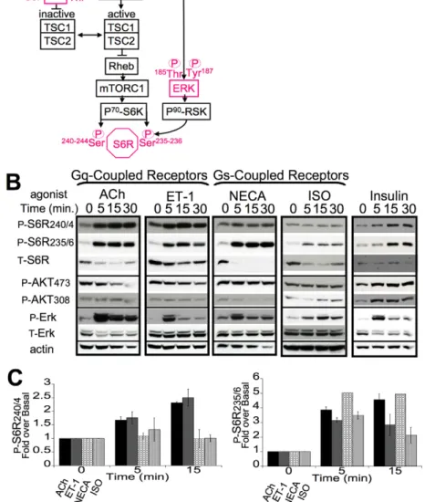 Fig. 7. Gq-coupled receptors activate mTORC1. (A) Schematic representation of the signaling pathways linking inhibition of REDD1 by GPCRs to mTORC1 activation