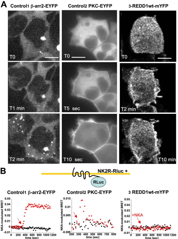 Fig. 1. REDD1 translocates to the plasma membrane upon NK2R activation, but does not interact directly with the receptor unlike b-arr2 or PKC.