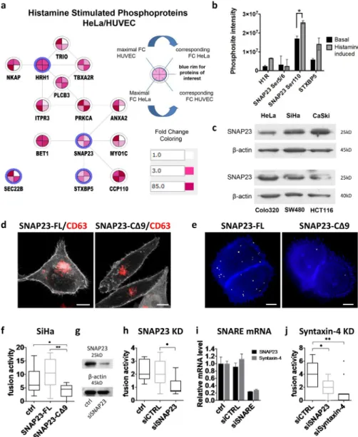 Figure 5.  The GPCR downstream effector  SNAP23 regulates MVB–PM fusion. (a)  Net-work of proteins of interest together with direct  interactors with altered phosphorylation levels  upon histamine (100 µM) stimulation as  identi-fied by phosphoproteomics i