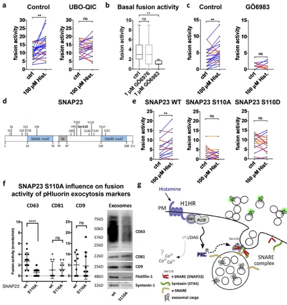 Figure 6.  GPCR activation triggers MVB–PM fusion in HeLa cells via SNAP23-Ser110 phosphorylation