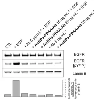 Fig. 7 Inhibition of EGF-induced phosphorylation of EGF receptors by Ab or AuNPs-PPAA-Ab