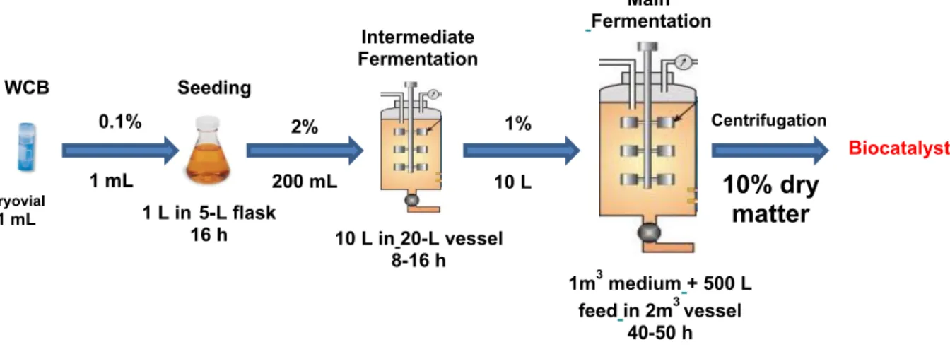 Figure  4:  Different  steps  of  fermentation  process  for  biocatalyst  production  (D-TA  enzyme  overexpressed in Escherichia coli).