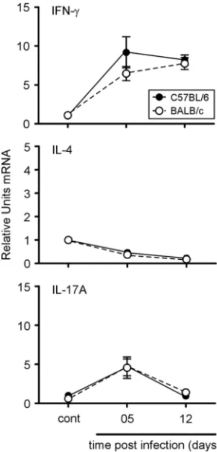 FIG 3 Kinetics of IFN- ␥ , IL-4, and IL-17A gene expression in spleen cells from C57BL/6 or BALB/c mice during the course of B