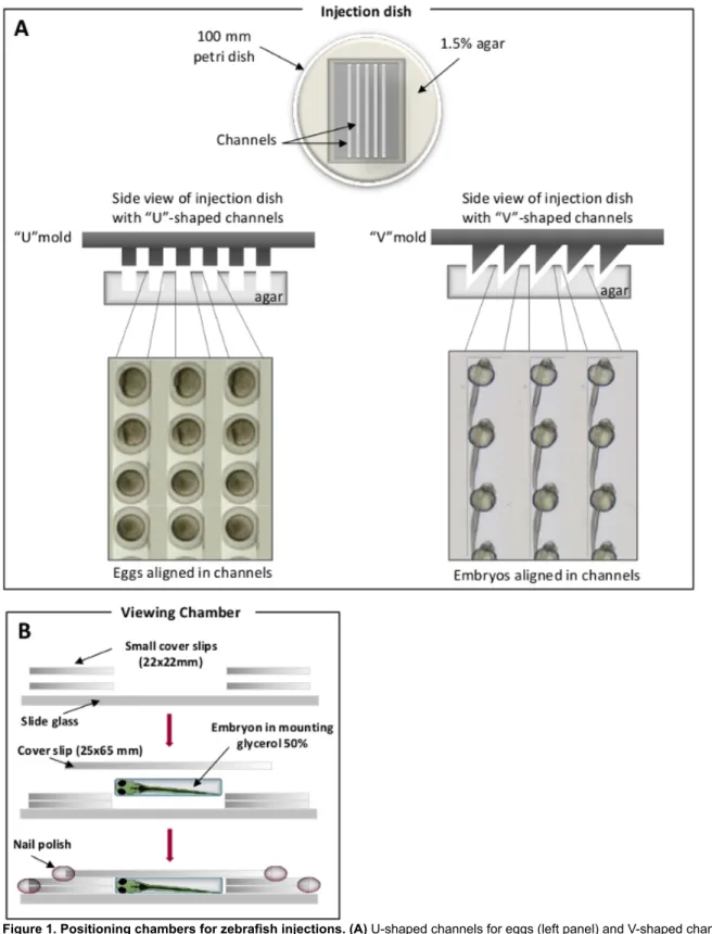 Figure 1. Positioning chambers for zebrafish injections. (A) U-shaped channels for eggs (left panel) and V-shaped channels for embryos (right panel)