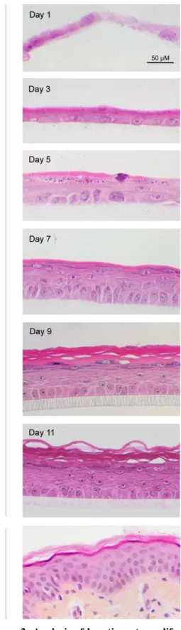 Figure 2: Analysis of keratinocyte proliferation  during epidermal reconstruction. BrdU incorporation was  allowed for 24h in RHE cultured for 1, 3, 5, 7, 9 or 11 days before fixation and tissue embedding in paraffin