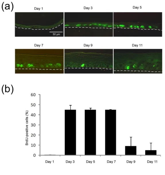 Figure  3:  Analysis  of  barrier  efficiency  and  localization  of  differentiation  markers  during  epidermal  reconstruction