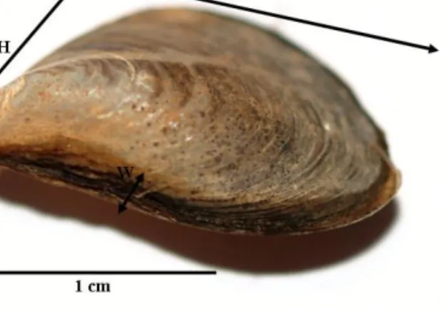 Figure 1.  External view of the shell of Dreissena  rostriformis bugensis (shell measurements: Length, Width  and Height) (Photograph by J.Marescaux)