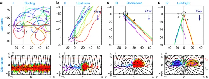 Fig. 3 Characterisation of the four different surface rheotaxis regimes. Shown are simulated trajectories in the laboratory frame (upper panels) and the corresponding orientation dynamics (lower panels) with increasing shear rate: a (I, γ_ ¼ 1 s 1 ) Circul