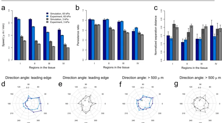 Fig. 5 Measurements to analyze the collective cell migration. (a–c) The cell migration speed, persistence ratio and normalized separation distance of our simulated wound tissue and the wound healing tissue in the in vitro study (Ng et al., 2012)