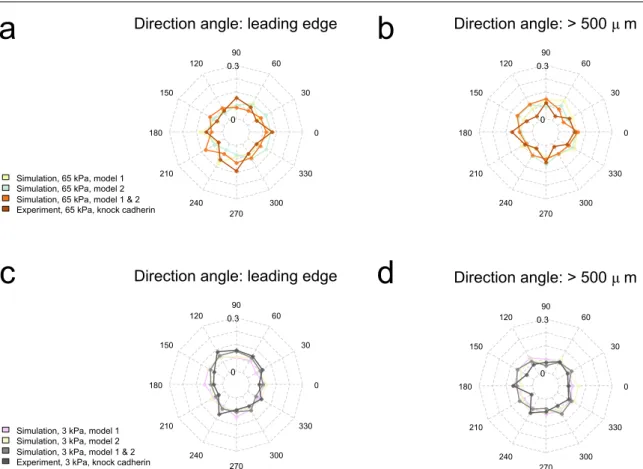 Fig. 7 The migration angle of the cells upon disrupted intercellular adhesion. (a–d) The migration direction angle of the cells on the leading edge and more than 500 µm from the wound edge in our simulation under the two models of disrupting the intercellu