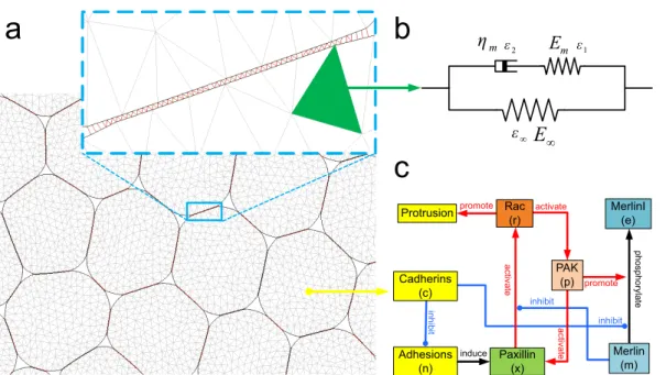 Fig. 1 Geometric model of the cell and the chemical signaling pathway regulating cell-substrate contact and intercellular adhesion