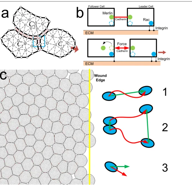 Fig. 2 Mechanosensing through intercellular adhesion and tissue structure for collective cell migration