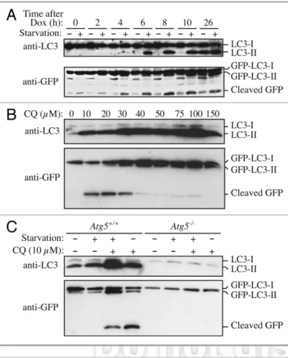 Figure 7. GFP-LC3 processing can be used to monitor delivery of autophagosomal membranes