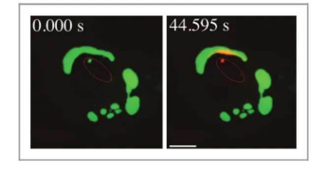 Figure 8. Movement of activated pDendra2-hp62 (orange) from the nucleus (middle) to the aggregate in ARPE-19 cells, revealed by confocal microscopy