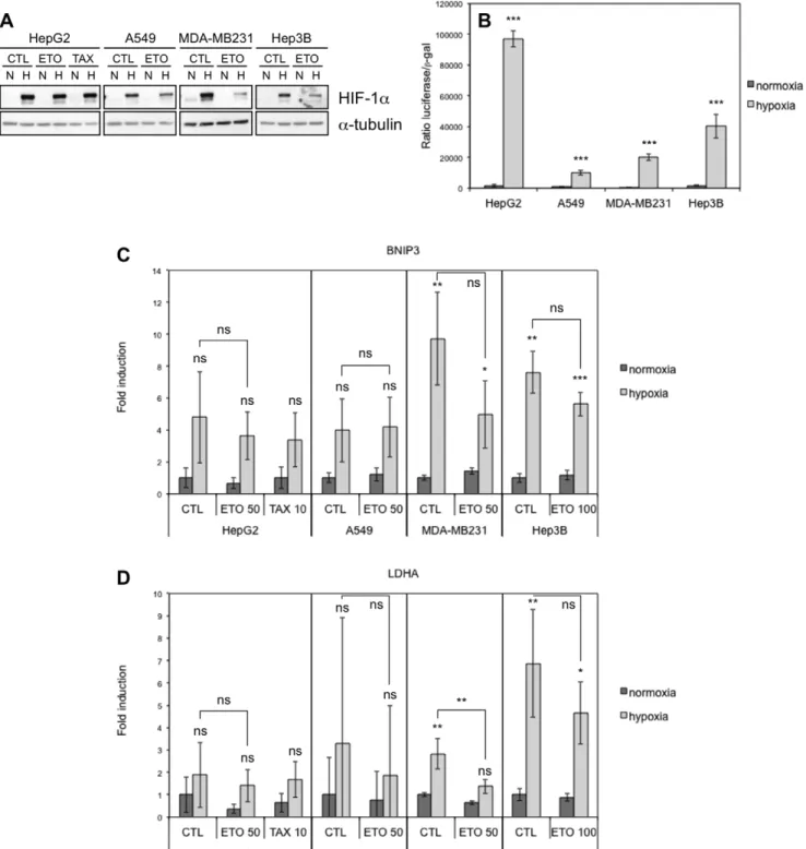 Figure 3. Effect of hypoxia, etoposide and paclitaxel on HIF-1alpha abundance and HIF-1 activity