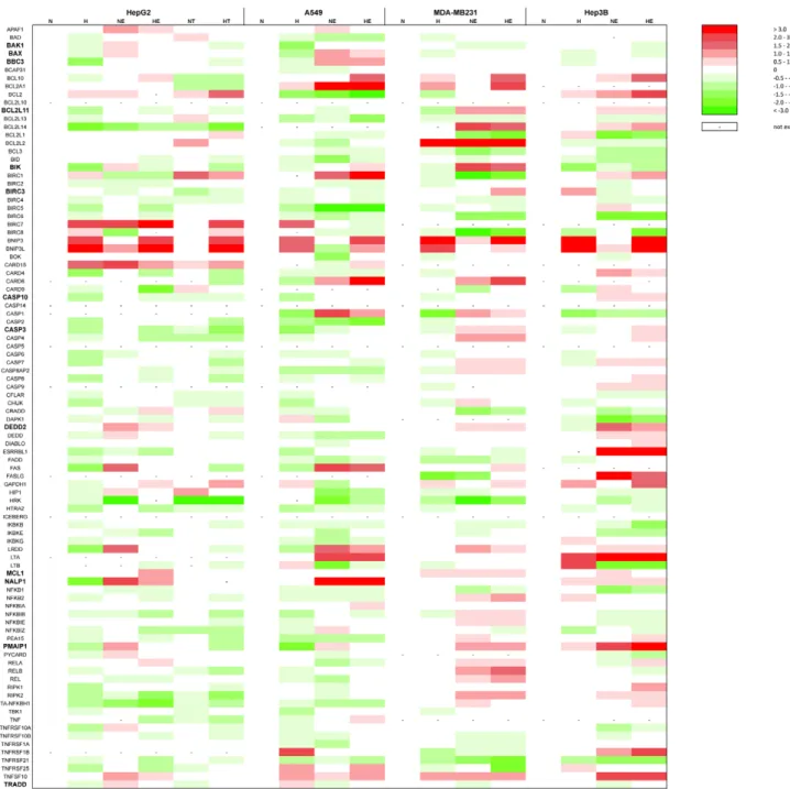 Figure 4. Effect of hypoxia, etoposide and paclitaxel on the mRNA expression level of genes involved in the apoptotic pathway.