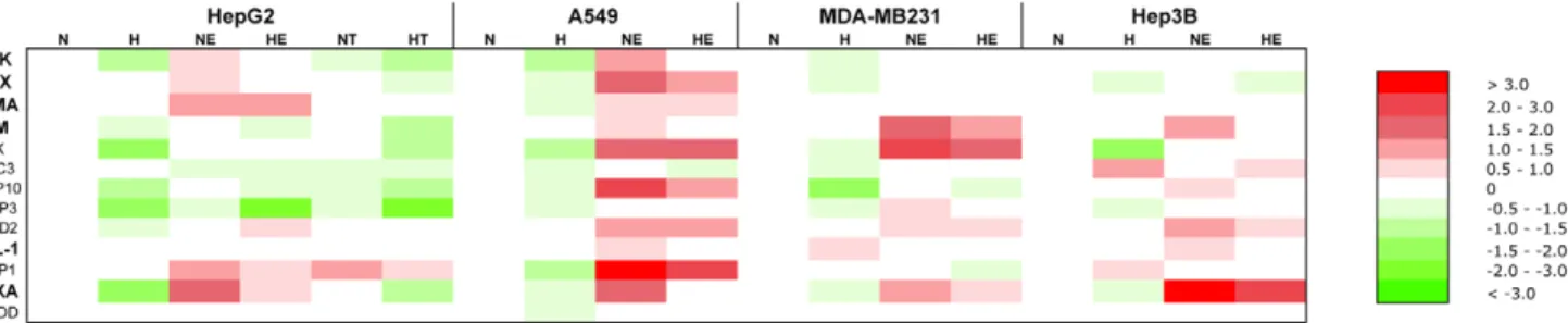 Figure 5. Effect of hypoxia, etoposide and paclitaxel on the mRNA expression level of genes involved in the apoptotic pathway.