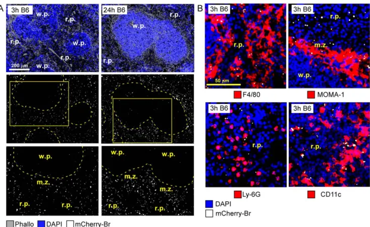 Figure 2. Red pulp localization of B. melitensis at the onset of infection. Wild-type C57BL/6 mice were injected i.p