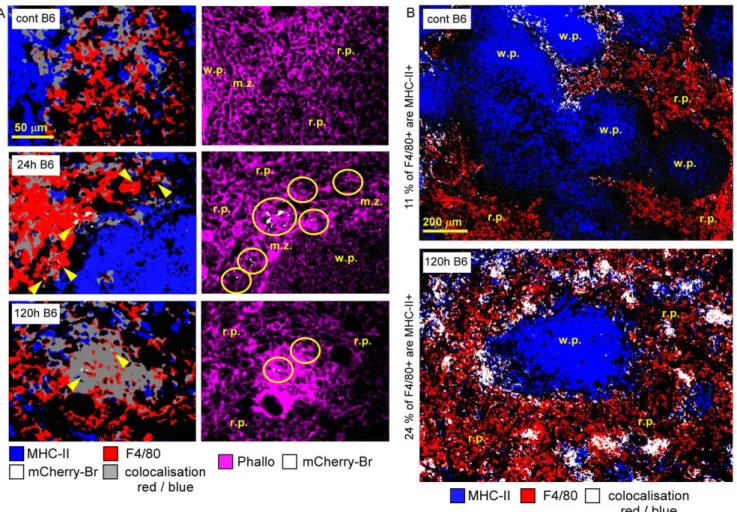 Figure 4. Characterization of F4/80 + infected cells in the spleen. Wild-type C57BL/6 mice were injected i.p