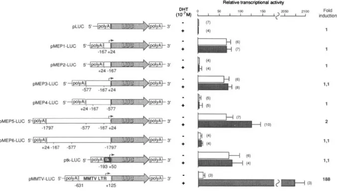 Fig.  4.  Analysis  of  arMEP24  Gene  Promoter  Activity  in  CV-1  Cells 
