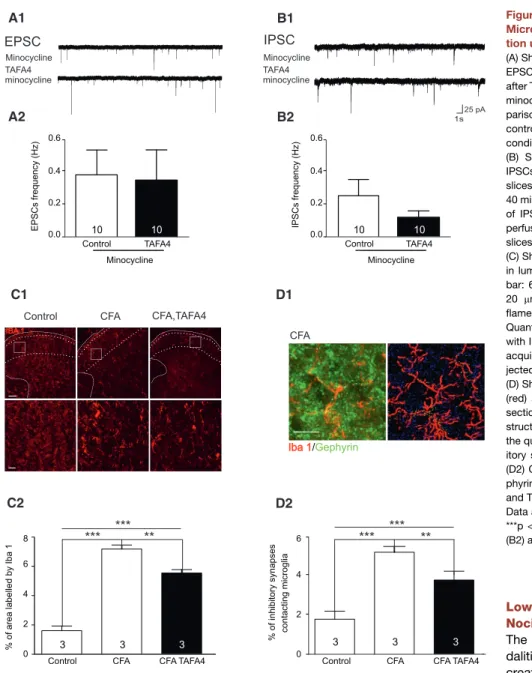 Figure 6. The Effect of TAFA4 Is Mediated by Microglia, which Undergo Process  Retrac-tion upon TAFA4 ApplicaRetrac-tion