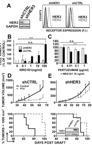 Figure  3:  HER3  knockdown  abrogates  pertuzumab  efficacy  in  BxPC-3  cells.  HER3 expression was assessed  by western blotting or cytometry [A] in BxPC-3 shHER3 and  shCTRL cells