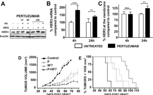 Figure 4: Effect of pertuzumab on HER3 protein  (A) and mRNA (B) expression.  BxPC-3 cells were pre-incubated with  pertuzumab (50 µg/ml) and then with 100 ng/ml NRG1ß1 for 10 minutes