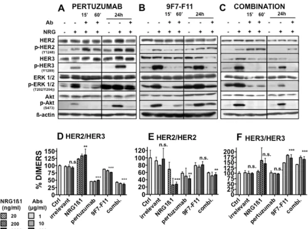 Figure 5: Effect of pertuzumab and of the anti-HER3 antibody 9F7-F11 on HER2, HER3 and downstream signaling  pathways in BxPC-3 cells