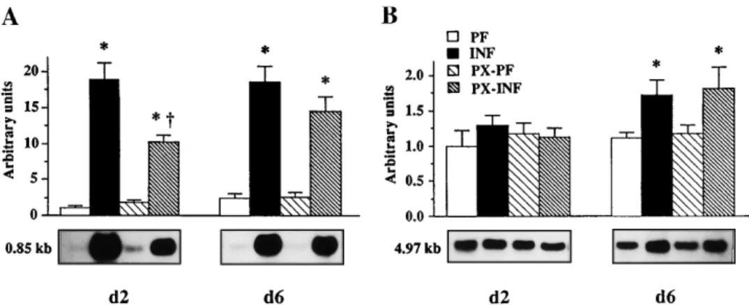Fig. 6. Effect of PX treatment on mRNA levels for fibrinogen (A) and albumin (B). RNA was extracted from liver of infected rats (INF) and their pair-fed controls (PF) and of infected rats treated with PX (PX-INF) and their pair-fed control treated with PX 