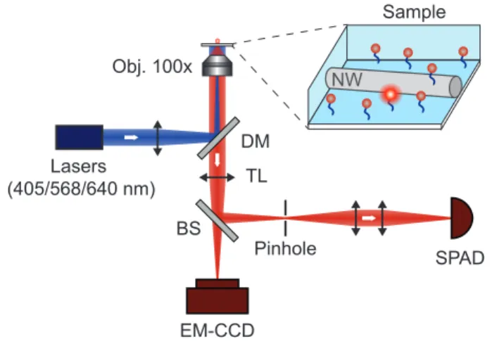 FIG. S1: Optical setup. The excitation laser (λ = 640 nm), together with the photo-activation laser (λ = 405 nm) and the laser used for sample stabilisation (λ = 568 nm),  illumi-nate the sample via a high numerical aperture oil objective (NA=1.4)
