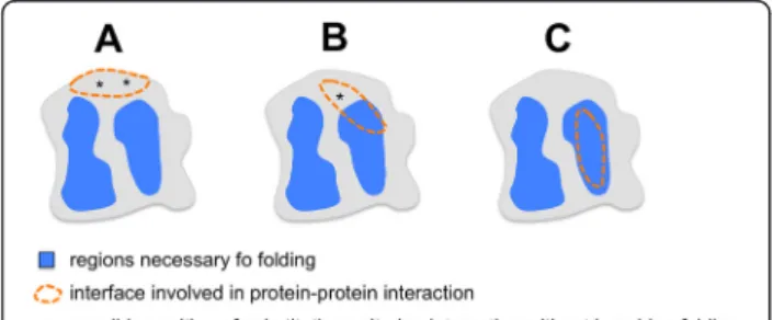 Figure 4 General model illustrating the overlap between regions necessary for folding and regions required for  protein-protein interaction