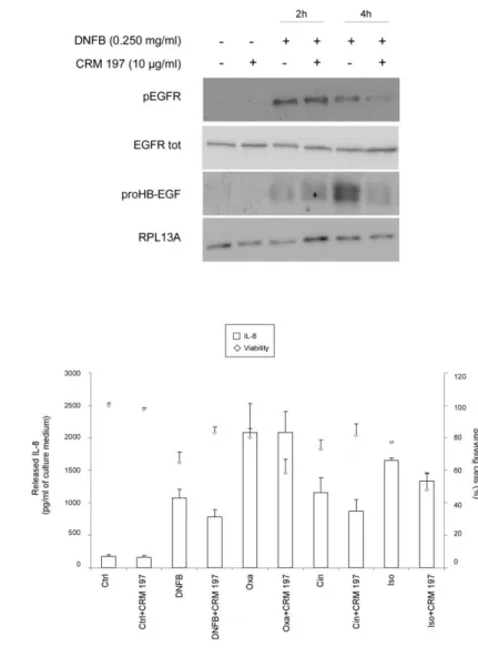 Figure 9. The release of IL-8 is not responsible for HB-EGF expression and release. RHE were pre-treated  or not with (a) 1µM AG 1478 as a specific inhibitor of EGFR tyrosine kinase activity or with (b) 0.5 µg/ml of  IL-8 neutralizing antibody