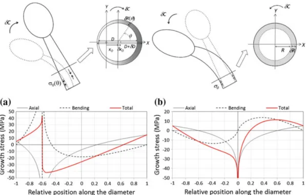 Fig. 7 General case of a stem bending while producing maturation stress. Two cases are illustrated: