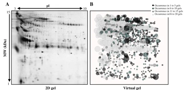 Fig. 3 – Experimental and virtual 2D-GE images. (A) Representative 2D-GE image of the urine proteome of one of the 20 normal individuals
