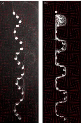 Figure 5. Same as figure 4 but for case B1b. The complete dynamics for the experimental case and for the Stokeslet simulation are shown in supplementary movie 2.