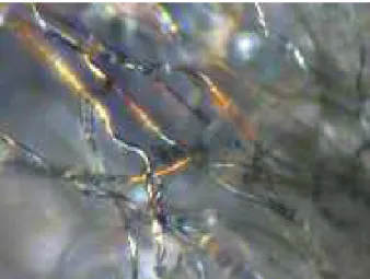FIG. 3: (Color online) Optical microscope image of the white pads, detached from the edelweiss bract, suspended in water and illuminated in transmission