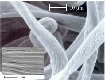 FIG. 5: Scanning electron microscope picture of the remains of the filaments after the hairs have been cut out