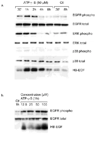 Figure 3: ATP--S treatment induces HB-EGF expression. 