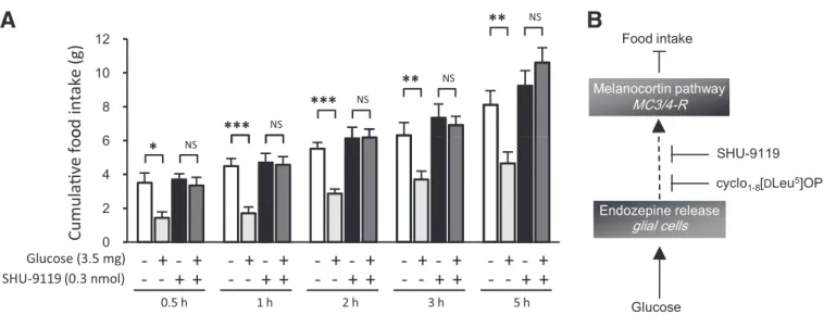 FIG. 6. MC3/4-Rs relay the anorexigenic effect of glucose. A: Rats fasted for 18 h (from ZT8 to ZT26) received a single intracerebroventricular injection containing the indicated substances diluted in 0.9% NaCl