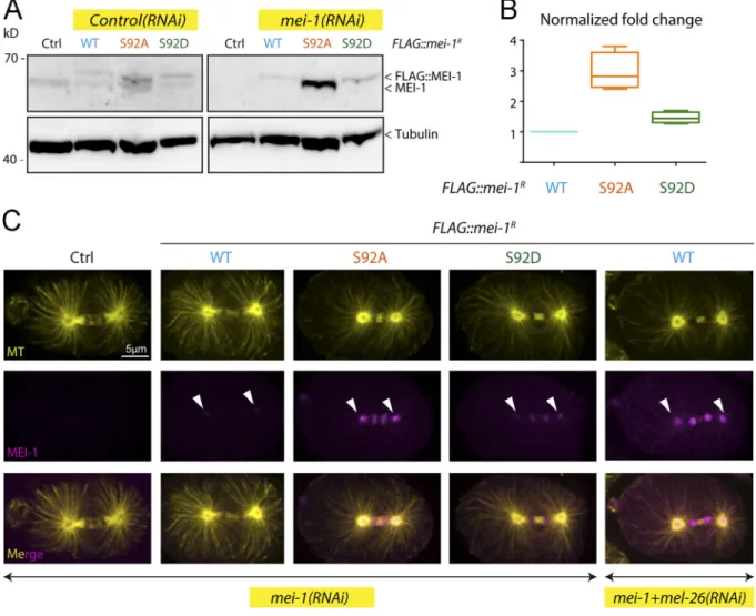 Figure 6. Site-specific MEI-1 phosphorylation (S92) is necessary and sufficient to target MEI-1 for degradation
