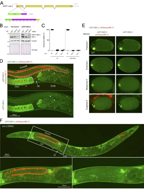 Figure S1. Construction and characterization of a C. elegans line expressing endogenously tagged MEI-2 with sGFP