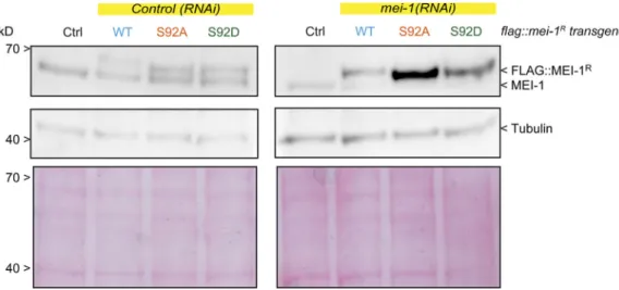 Figure S3. MEI-1 phosphorylation (S92) is necessary and sufficient to target MEI-1 for degradation